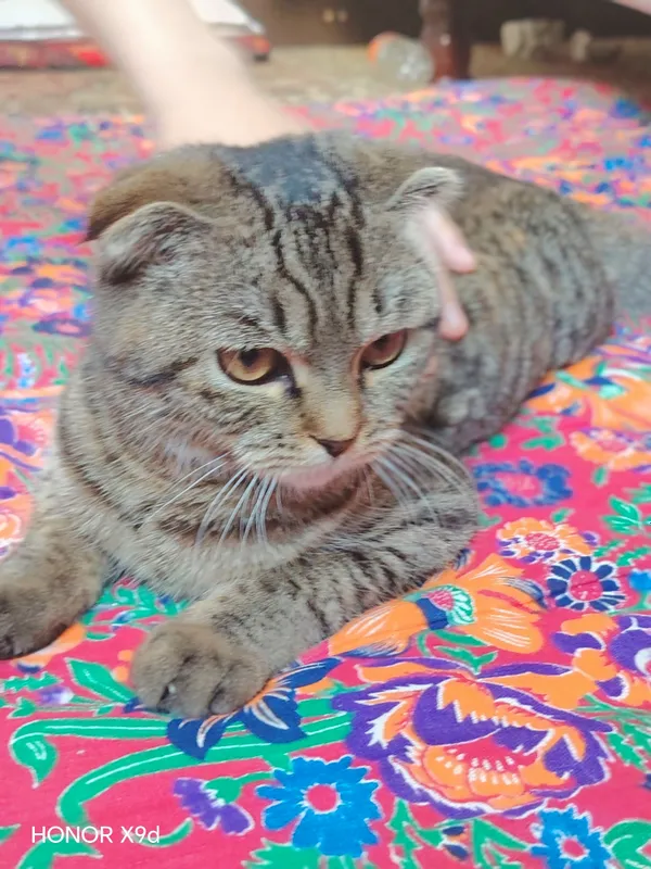 скотиш фолт мушук 8оулик киз бола