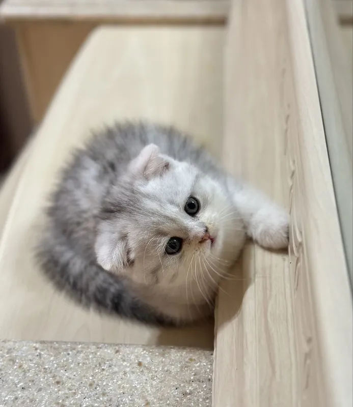 Серебристая шиншилла — фото 1