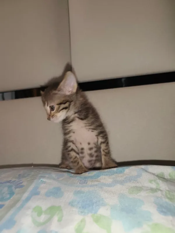 Бесплатно отдам котят — фото 3