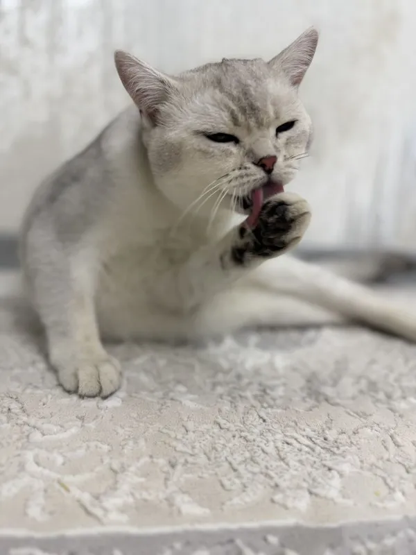 Кошка британская шиншилла — фото 2