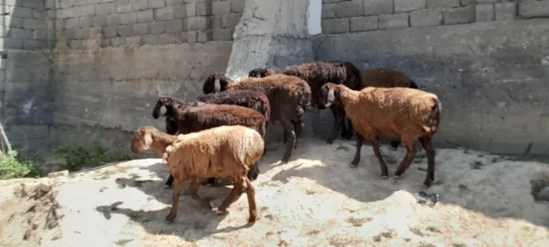 Qõchqorlar sotiladi 6 Qõchqorlar sotiladi 6