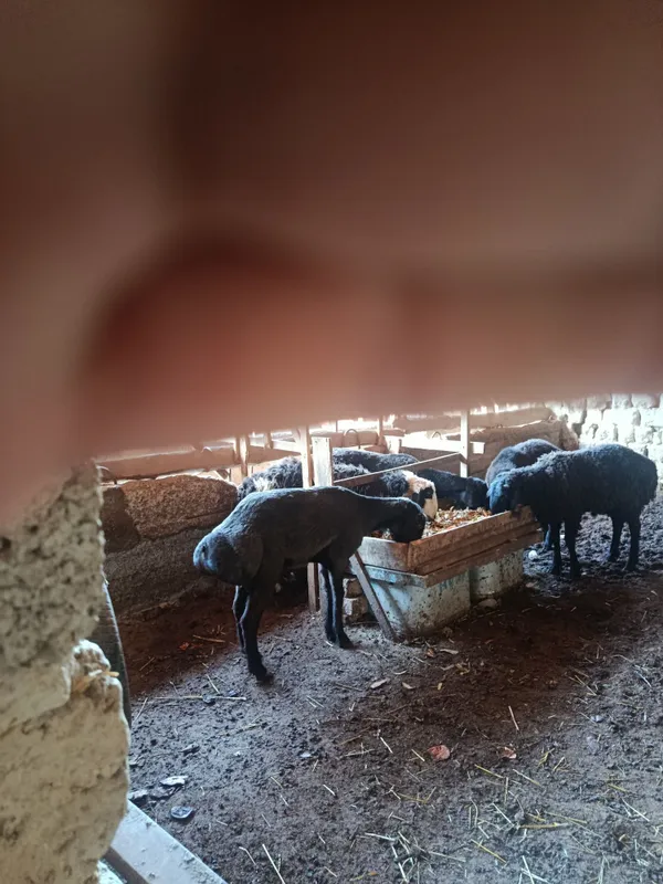 Qoylar sotiladi qochqorlar va ona qoylar