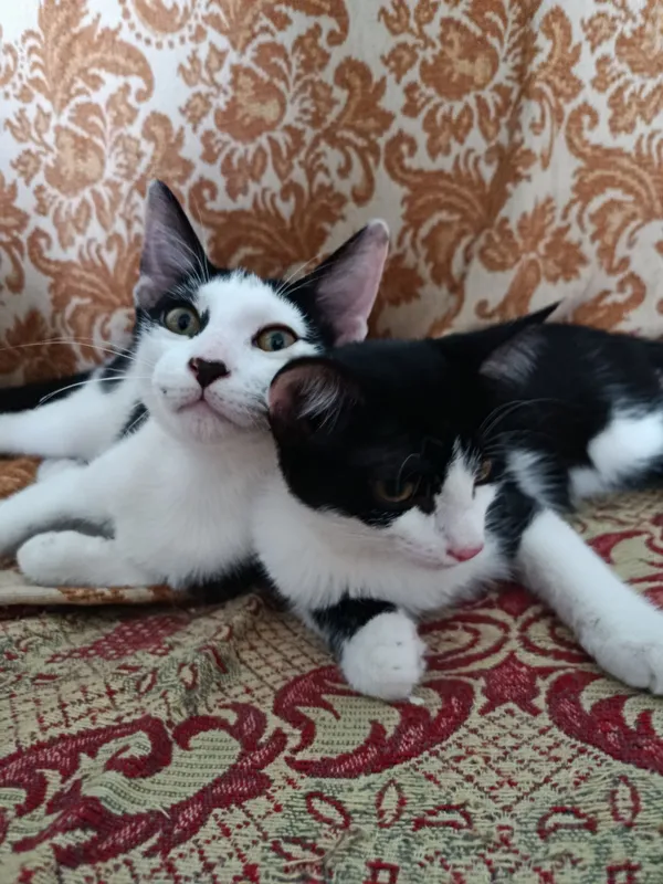 Котята в добрые, ответственные руки 2 Котята в добрые, ответственные руки 2