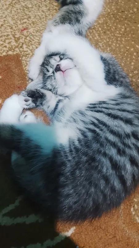 Домашние короткошёрстные котята, ласковые, игривые и милые — фото 2