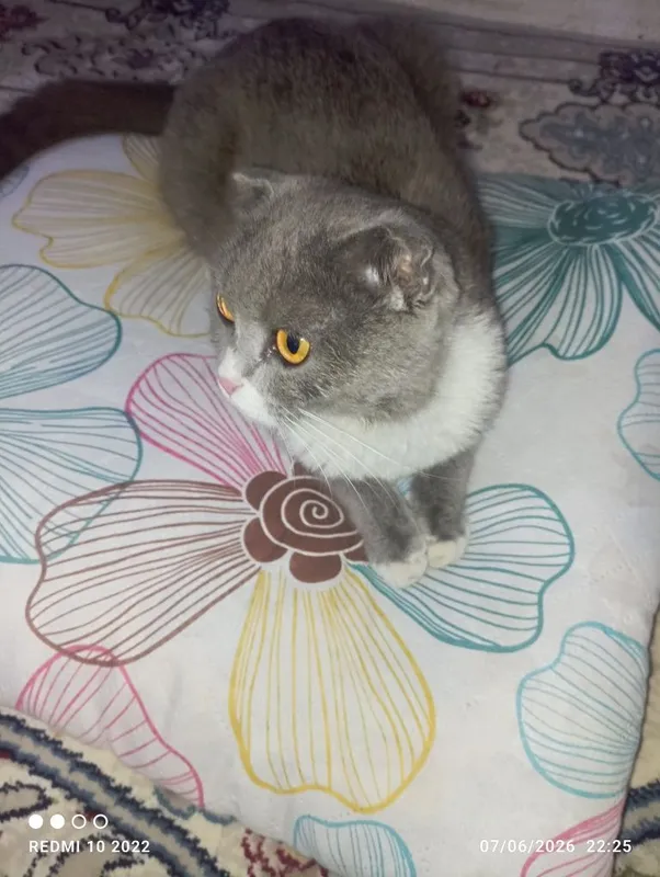 Zotdor: orginal (Scottish Fold) — фото 1