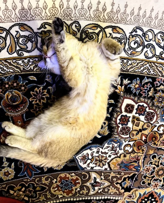 Золотая шиншилла, котёнок 2 Золотая шиншилла, котёнок 2