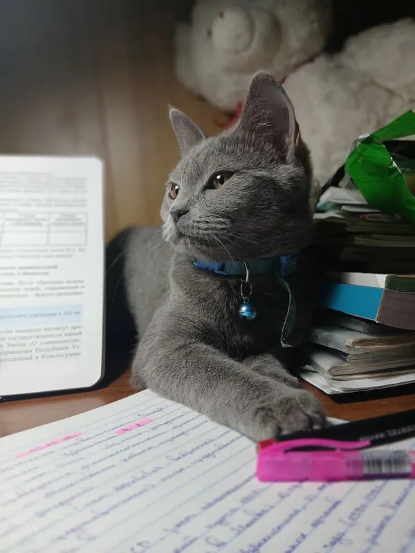 Продаётся кошечка Продаётся великолепная кошка 3 Продаётся кошечка Продаётся великолепная кошка 3
