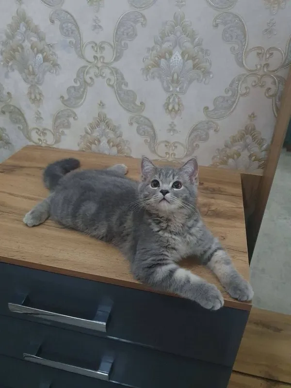 Мушук сотилади пародаси яхши