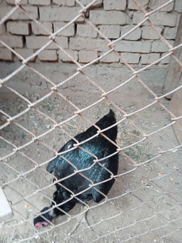 Kelishilgan yaxshi narsa