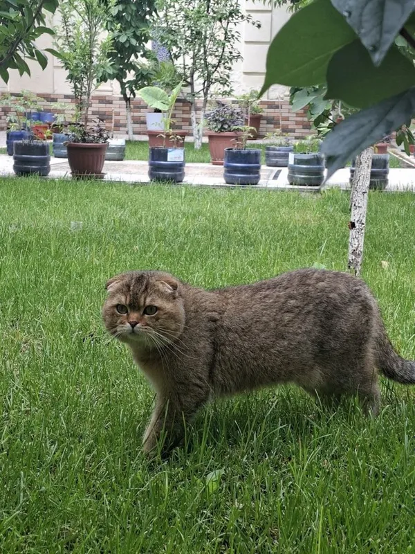 Britanskiy koshka 1 Britanskiy koshka 1