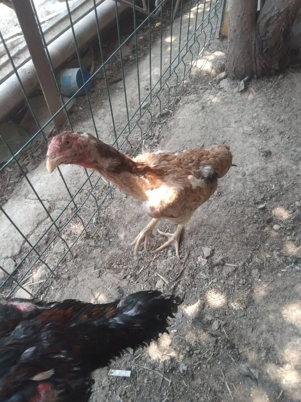 Dakan tovuq sotiladi