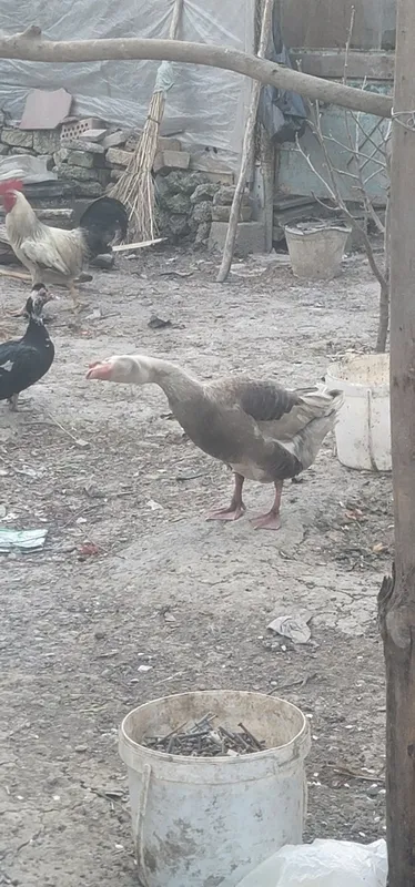2 ta erkak g'oz sotiladi. 2