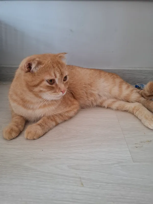 Продаётся 1-летний кот Scottish Fold 3 Продаётся 1-летний кот Scottish Fold 3