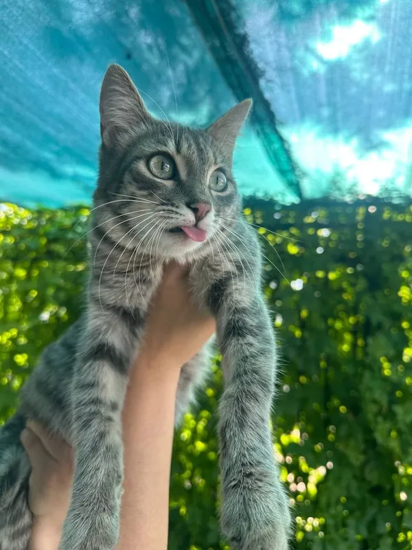 Котенок в добрые руки — фото 2