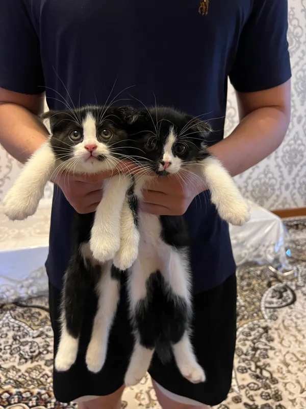 SCOTTISH FOLD mushukchalari sotiladi — фото 1