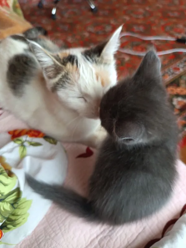 Отдам котят в хорошие руки бесплатно 1