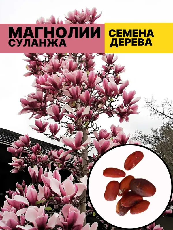 Magnoliya Sulanja daraxti guli pushti rangda