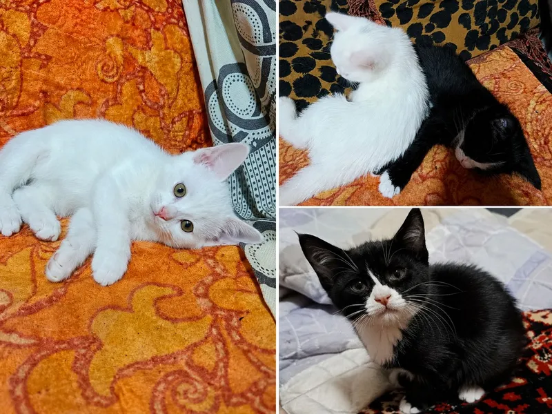 отдам котят в добрые руки.