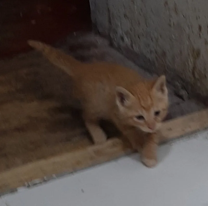 Отдаются котята даром — фото 1