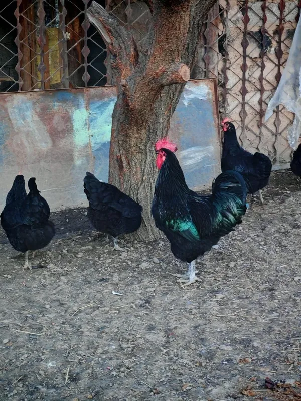 Qora shag'zoda va Astiralop ruminya zodliy tovuq Xorozlarimiz sotiladi — фото 3