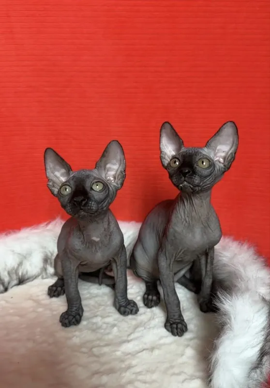 Сфинксы котята мальчик и девочка