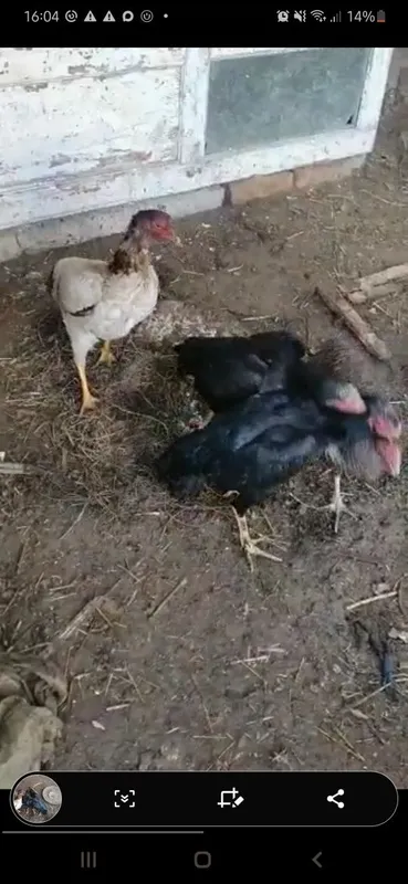 Tovuqlar sotiladi