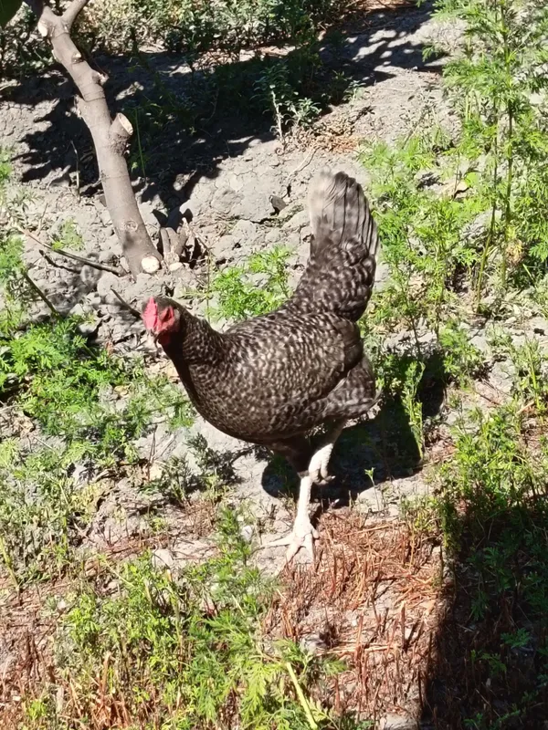 G'oz va tovuq sotiladi 2