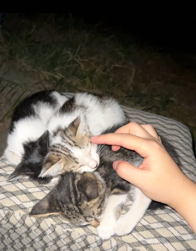 Фергана! Маленькая Кошка Отдам даром 1 Фергана! Маленькая Кошка Отдам даром 1