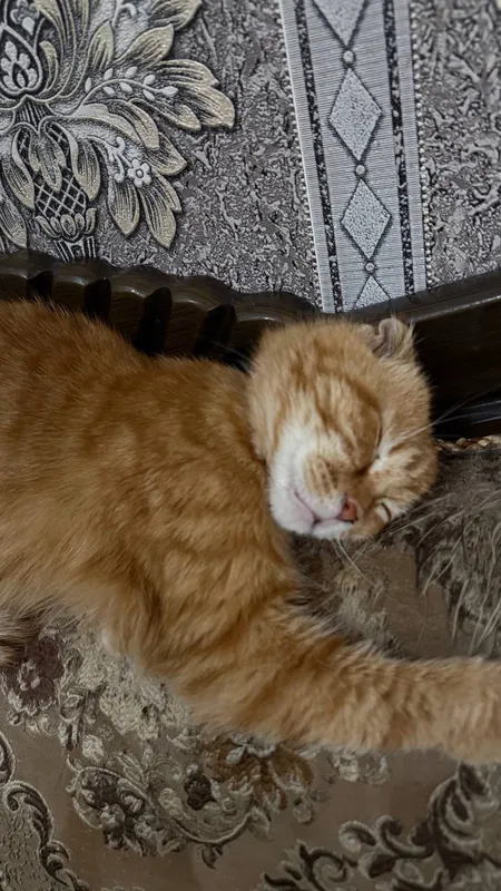 Продаю Скотиш Фолд кошки — фото 2