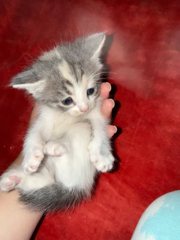 4 котёнка в возрасте 1 месяца, один чёрно-жёлтый — 5 месяцев 10 4 котёнка в возрасте 1 месяца, один чёрно-жёлтый — 5 месяцев 10