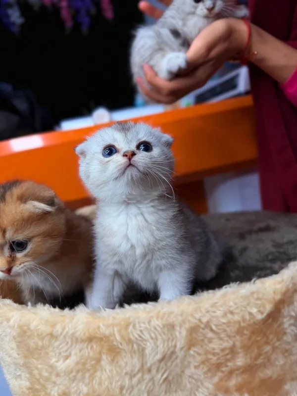 Продаются котята. — фото 3