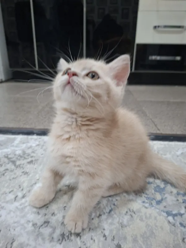 Продам котенка скотшолд страйт 3 месяца