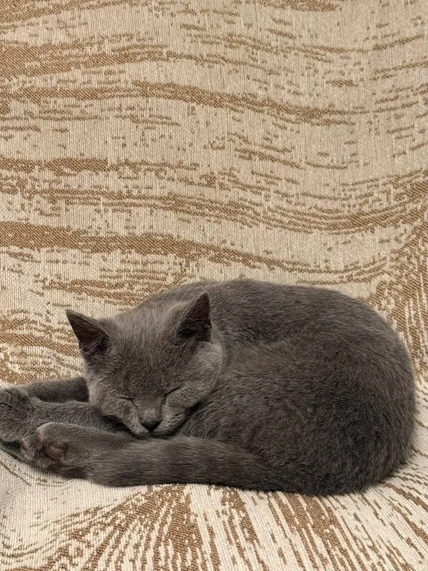 Шотландский кот остраухий