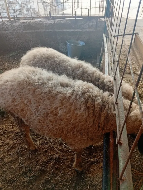 Коракулок эгиз кучкорлар сотилади тезда семиз соглом хонаки хурон зур — фото 7