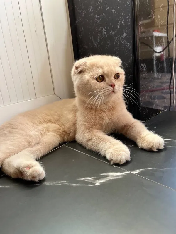 Продаётся Кот Шотландский фолд 3 Продаётся Кот Шотландский фолд 3