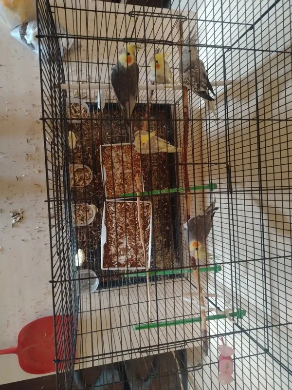 Korella (Cockatiel) to'tiqushlari qafasi bilan — фото 2