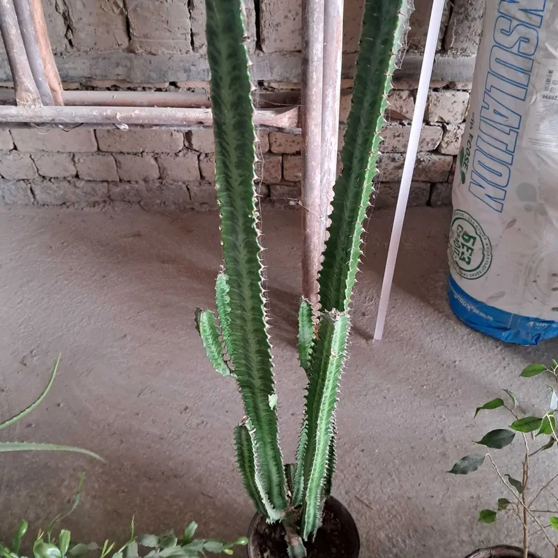 Tuvakli Gullar SOTILADI 6 Tuvakli Gullar SOTILADI 6