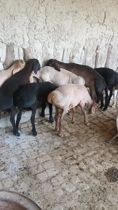 Ассалому Алейкум Куй юнгини машинка да олиш хизмати ишимизга юз фоиз ж — фото 3