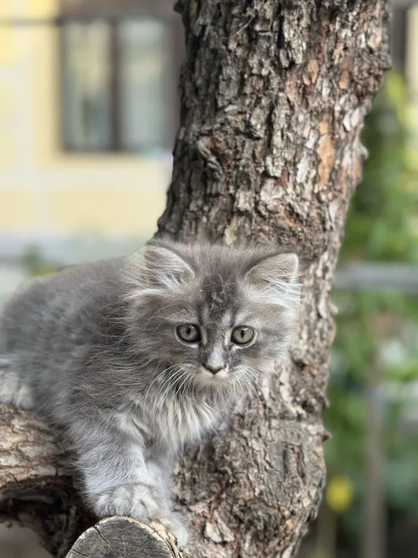 Кошка: шиншилла — фото 3