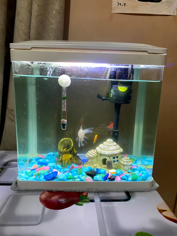 Akvarium 15 litrli, ichidagi narsalar bilan