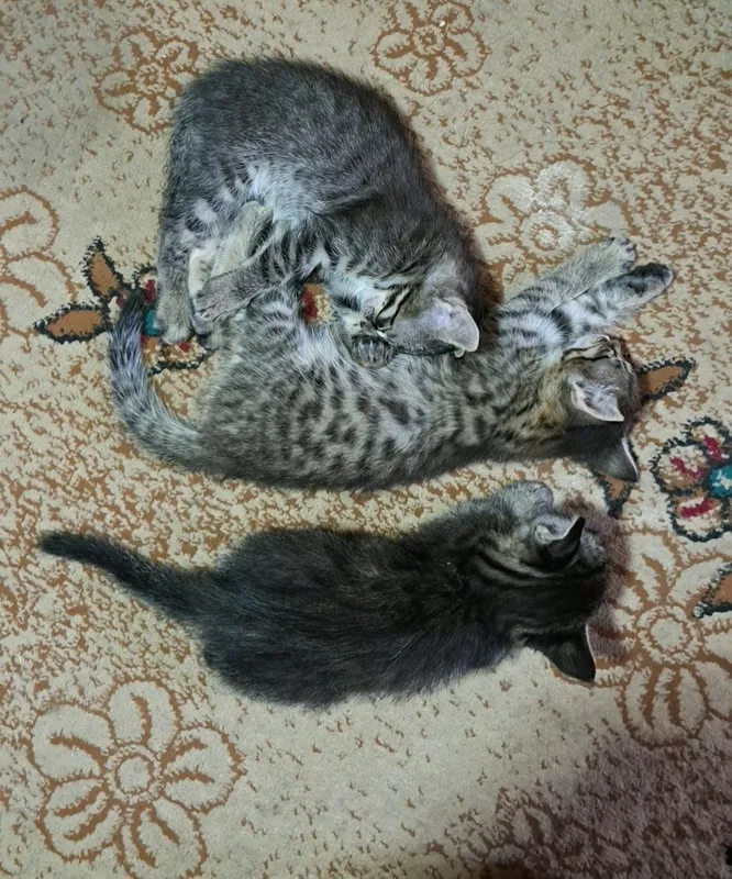 Mushukchalar tekinga