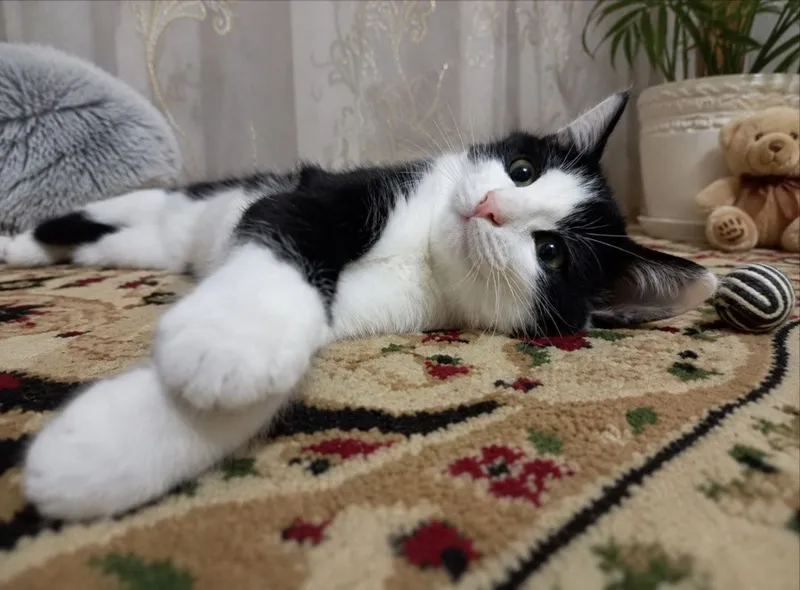 Mushu yahshi kolaga beriladi 1 Mushu yahshi kolaga beriladi 1