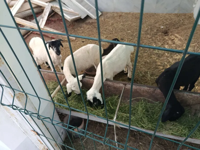Кучкорлар коракулоклар