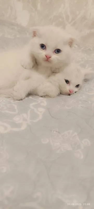 Продам котят скотиш фолд, шиншилла — фото 3