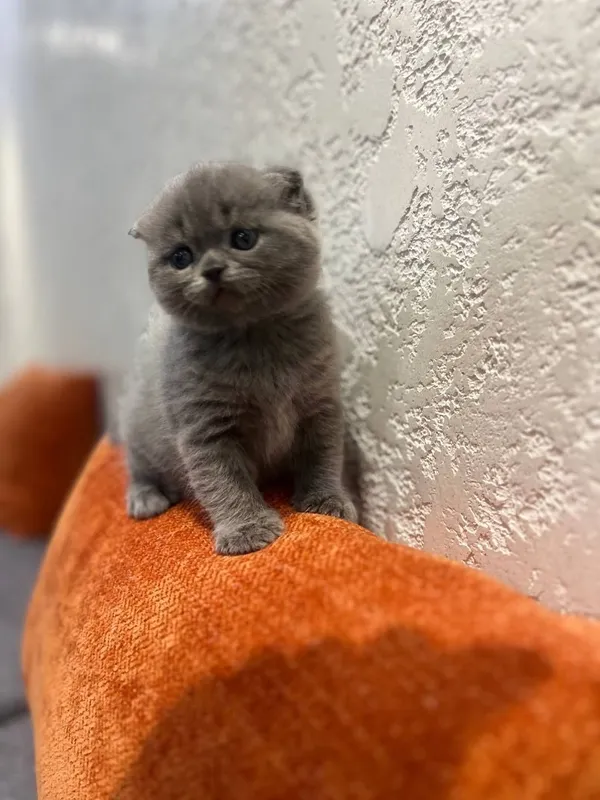 Продается девочка скотиш фолд