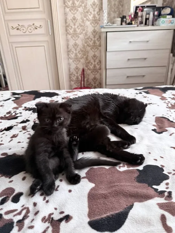 Вязкага мушу скоттиш фолд 3