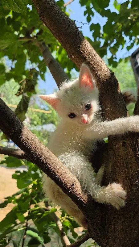 Котята ищут семьи! 1 Котята ищут семьи! 1
