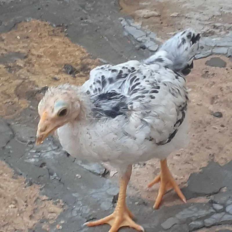 Жужалар, 2 ойлик дакан 1