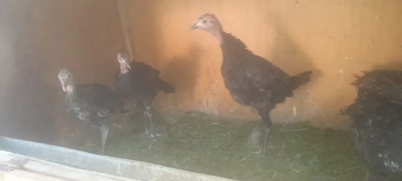 3 oyli kurkala sotladi 1 3 oyli kurkala sotladi 1