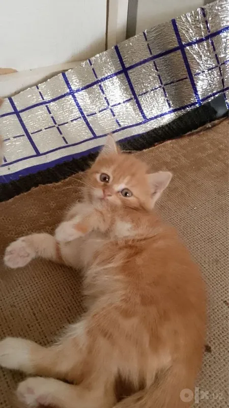 Mushuk iwonchli boqadigan qollaga beriladi 3 Mushuk iwonchli boqadigan qollaga beriladi 3